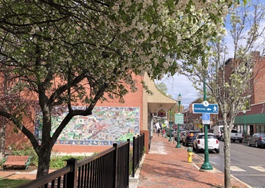 Blooming Apple Trees Along Downtown Water Street Sidewalks